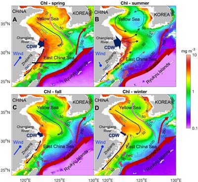 Unraveling environmental drivers of chlorophyll seasonal and interannual variability in the East China Sea